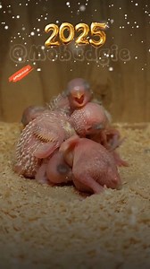 Special Christmas Vibes with Mischievous Budgies!🎉🎉🎉 #budgies #budgie #christmas #pets #pet #petswatch #everyone #nest #watch #parrots | Mo Budgie