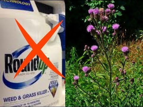 How to Get Rid of Invasive Thistle without Roundup. "Bee Safe" Weed Treatment