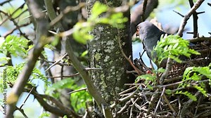 Red footed hawk Falco vespertinus in natural environment The male bird sits on the edge of the nest, and the bird flies away.