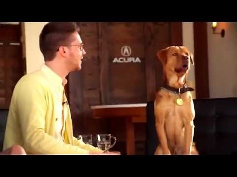 A Dog Movie Star Demonstrates the Art of Canine Acting