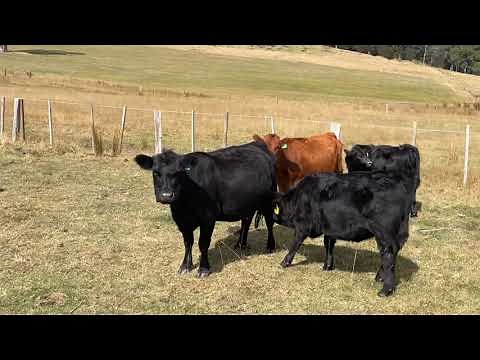Dexters and lowline Angus cattle.