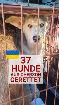 37 Hunde aus Cherson gerettet!