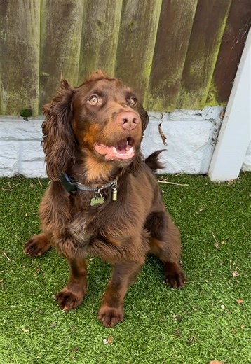 Get the Ultimate Automatic Ball Launcher for Your Dog!