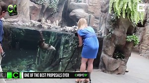 18K views · 195 reactions | When you finally find your significant otter. [via Caters News Agency] | CHIVE TV | Facebook
