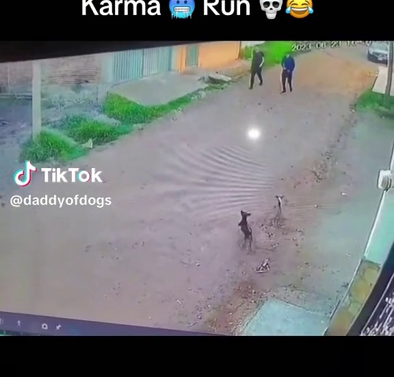 Funny Dog Chase Video Compilation