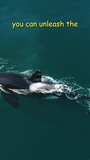 The whale within! Motivational whale analogies! #amazing #sea #ocean #whale #Kills #fyp #foryou #humpbackwhale #nature #virals #viralshorts | Ocean.Tour