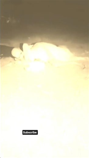 light dog versus shadow creature