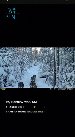 3.3K views · 16 reactions | Trail cam captures wolf pack hunting a deer  #wolfpack #hunting #ai | Sara L | Facebook