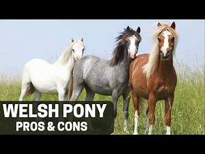 Welsh Pony Horse Pros and Cons - Welsh Pony Horse Advantages and Disadvantages