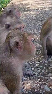 Why Are These Monkeys So Tame? 🇻🇳
