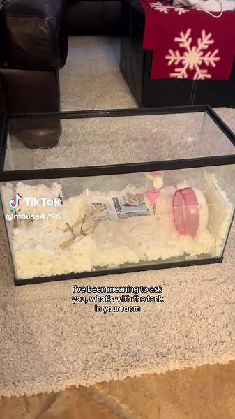 Meet Mouse: A Fun Introduction