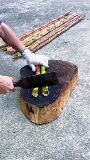 Discovering Wild Vegetables: A Novice's Adventure for Food Enthusiasts