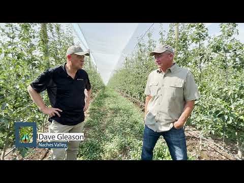 Washington State Apple Production