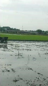 tractor plowing the rice field in preparation #farming #agrikultur