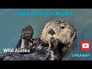 Sea Otter in Alaska
