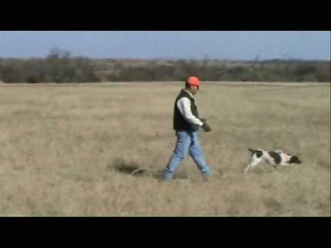 Bird Dog Training, Part 4, Teaching "Whoa"
