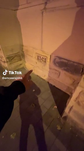 Encountering Tasmanian Creatures: A Surprising Adventure