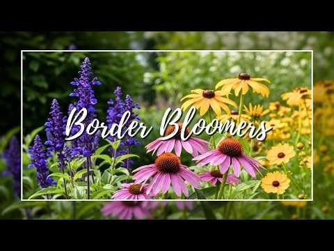 11 Border Perennials That Bloom All Summer Low Maintenance Garden