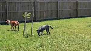 14 reactions · 6 comments | Osa (blue heeler) would be put down cause of her human and dog aggression, other rescue groups stated, "she wasn't worth the time to train" or "too afraid to rehome". I understand not all dogs can be rescued but for Osa they were wrong! still needs work still needs training for the rest of her lifespan, as for all dogs need daily training. K9consultants4u@gmail.com www.k-9consultants.dog | K9 Consultants | Facebook