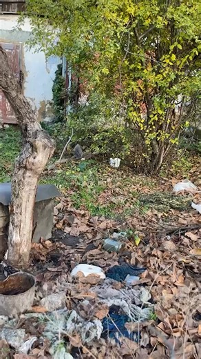 Krystina and fellow rescuers saved abandoned and terrified dogs near frontlines. Zara is one of thousands who were rescued and given a second chance. | The Animal Rescue Site by GreaterGood