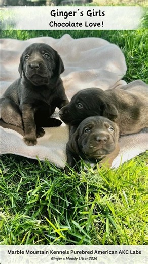 Ginger’s Chocolate Labrador Girls! First time outdoors! - Ask us if any are still available!