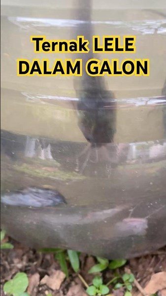 Ternak lele. #shorts #ternak #lele