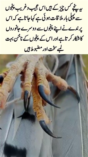 Whose bird feet are these? #BirdIdentification#Nature#BirdsOfTheWorld#WildlifeObservation