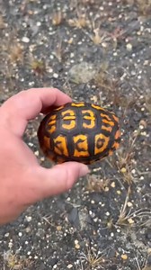 La Asombrosa Tortuga de Caja #TortugaDeCaja #AnimalesAsombrosos #CuriosidadesAnimales #DescubriendoLaNaturaleza #AnimalesIncreíbles #TortugaCuriosa | Ignacio Gamer