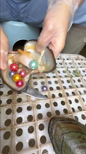 #pearl #seafood #hunting pearls #picking pearls #fishing #food #satisfying #relax #fish #outdoors
