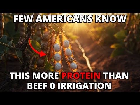 More Protein Than Beef, Stronger Than Corn: The Lost Southwest Seed