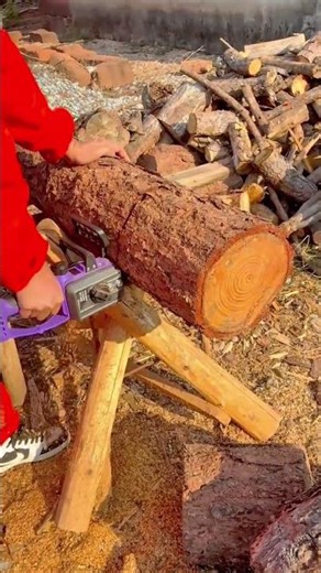 Cutting a Thick Timber Log with a Portable Chainsaw on a Sunny Outdoor Worksite