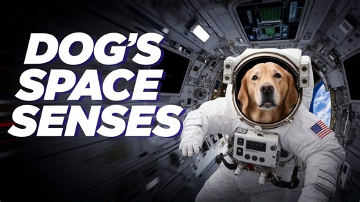 Are Dogs’ Super Senses Useful for Space Missions? Scientists Find Out!