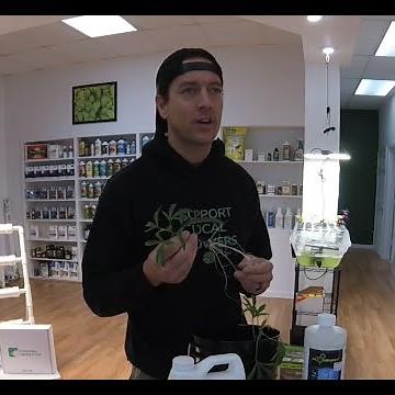 Grow Tip - Combatting Root Rot in a Hydroponic System