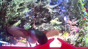 71K views · 2.6K reactions | My son and daughter-in-law gave me this hummingbird feeder with a built-in camera. Today I finally had a visitor! | WYFF News 4's Carol Clarke | Facebook