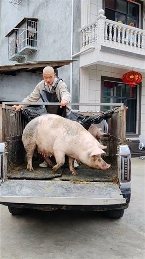 Pig Farmer Safely Loading Pigs into a Truck | Educational Purpose Only