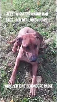 Finger weg ,wenn man keine Ahnung von Rhodesian Ridgeback hat.Wirklich eine besondere Rasse!