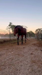 Willow - highlight reel | Shirtless Jake's Homestead
