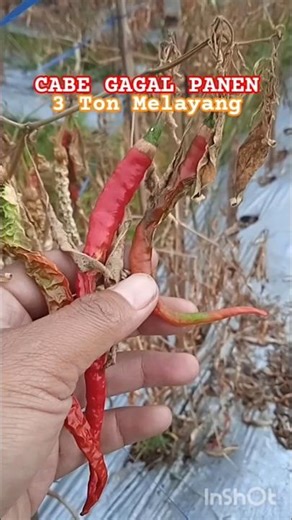 CABE RUSAK ‼️ Hujan Deras Penyebabnya #cabe #shorts #farming
