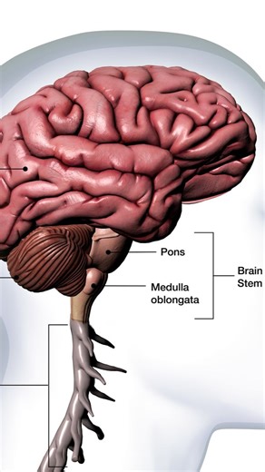 Nutriknow29 on Instagram: "RAM test (Rapid Alternating Movements) is a clinical test to assess cerebellar function, especially coordination. Cerebellum (mainly coordination, timing, and smoothness of movement). Look for dysdiadochokinesia (difficulty performing rapid alternating movements). How the RAM test is done Common methods: *Hand pronation–supination Patient rapidly turns the hand palm up → palm down on the thigh. *Finger tapping →Rapidly tap your thumb with each finger. *Foot tapping →Ra
