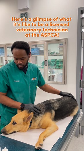 2.1K views · 40 reactions | Whether you’re interested in shelter medicine, general practice, urgent care, toxicology, or spay/neuter surgery and more, you can find a licensed veterinary technician role that fits your skills and interests. Check out our job opportunities and help us make the world a better place for animals! #vettechlife #betterplace #hiring #jobcruitment #aspca #aspcapro #feelgoodfriday | ASPCApro | Facebook