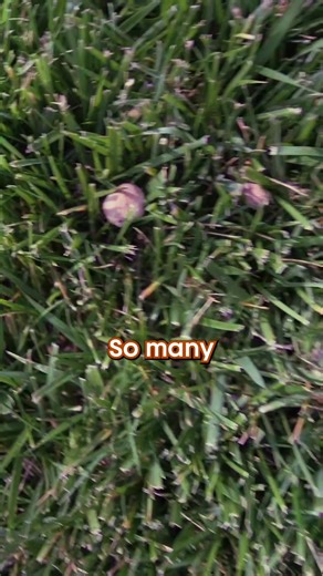 7K views · 27 reactions | How to Get Rid of Mushrooms in Lawn? #lawn #lawncare #mushrooms #fungus #tree | Summit Lawns | Facebook