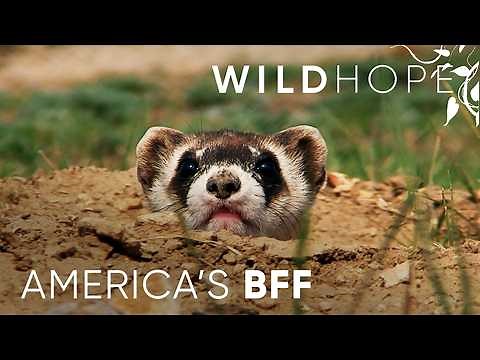 Saving America's Wild Ferrets from the Plague | WILD HOPE