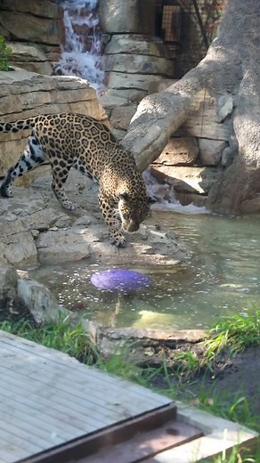 Frida loves to play in the pool! 😸💦 | San Antonio Zoo