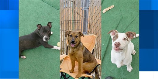 Madison Animal Control needs your help fostering pets this weekend