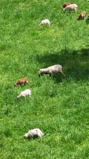 Healthy pasture isn’t just green — it’s alive. A true regenerative...