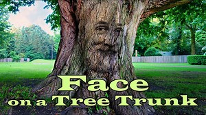 Photoshop: How to create a face on a tree trunk