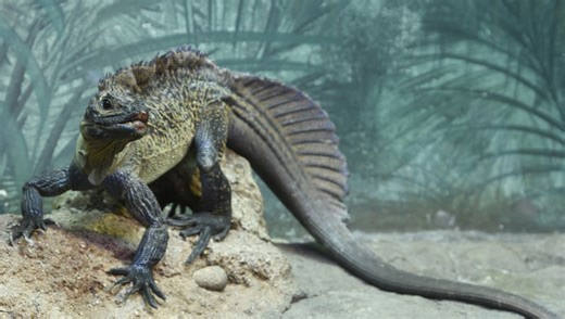 Sailfin Dragons Look Like A Mythical Beast From A Prehistoric Age, But They're Alive And Kicking