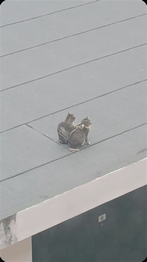 Pets | 5-star rooftop massage service (Via @dailydoseofinternet) | Instagram