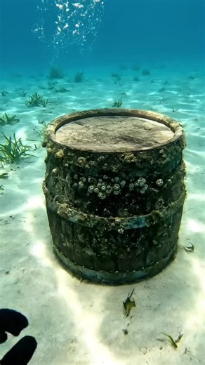 Discover the Fascinating World of Octopuses