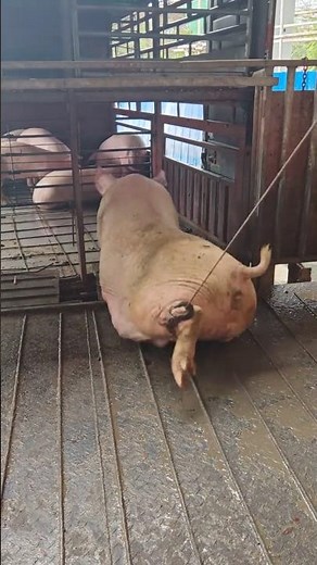 How to Safely UnLoad Pigs Using Ramp Without Stress or Injury